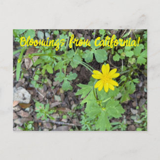 Bloomings from California: Buttercup Vykort