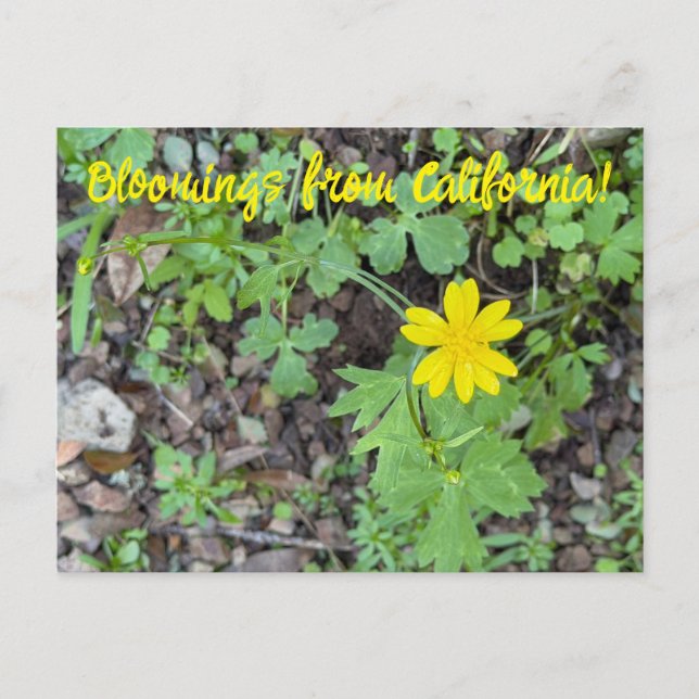 Bloomings from California: Buttercup Vykort (Framsida)