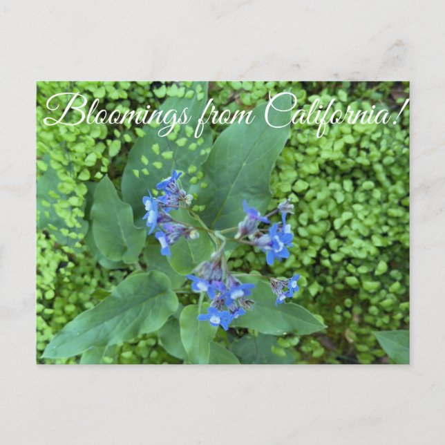 Bloomings from California: Pacific Hound’s Tongue  Vykort (Framsida)