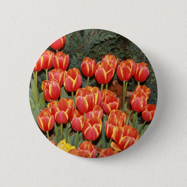 Bloomin'Tulips! Knapp (Framsida)