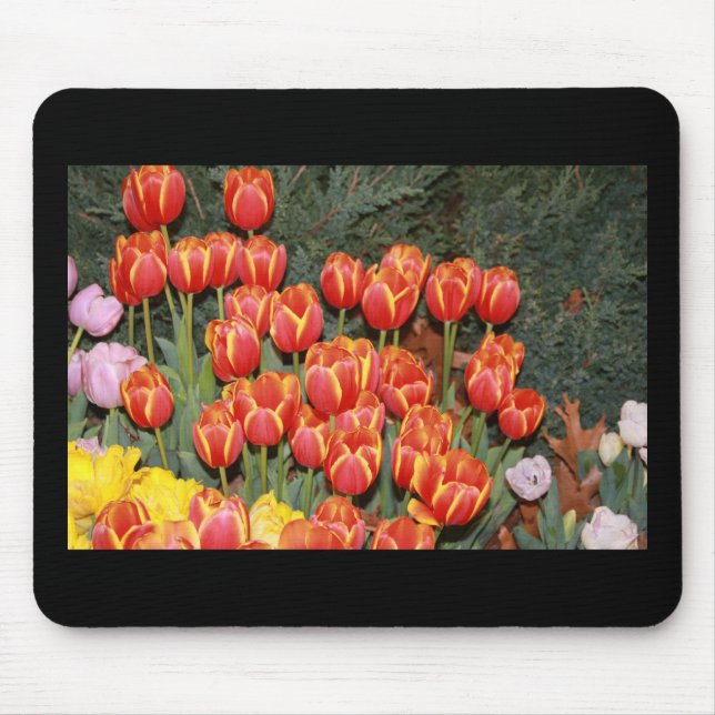 Bloomin'Tulips! Musmatta (Framsidan)