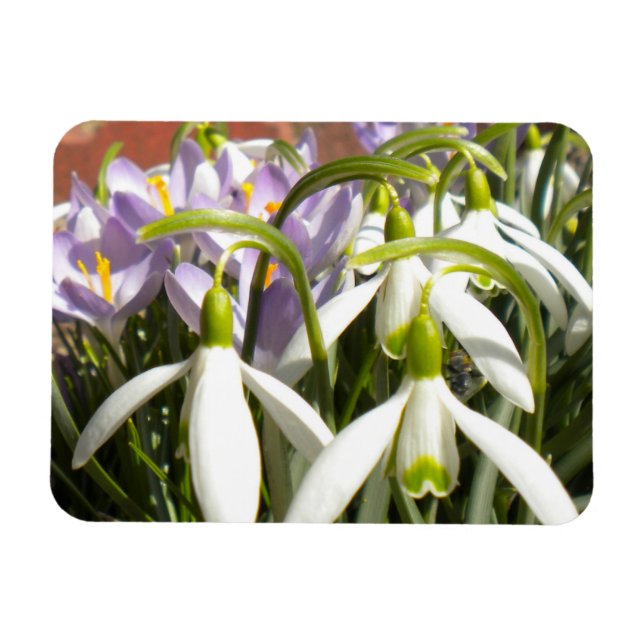 Bloomin'Vår Magnet (Horisontell)