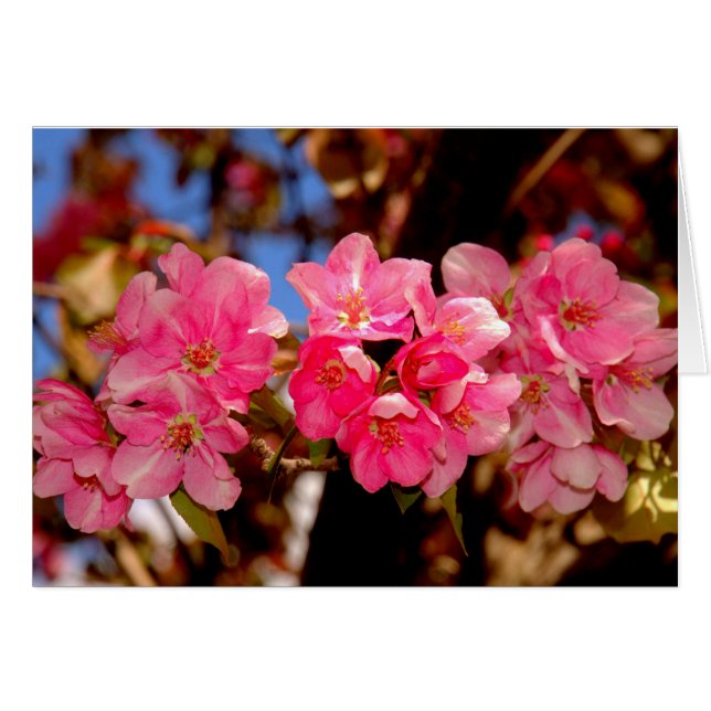 Blooms Hälsningskort (Framsidan Horizontal)