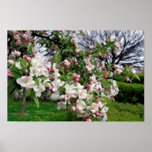Blossom. för Apple trädvår Poster