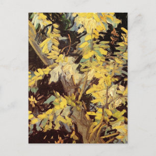Blossoming Acacia Grenar av Vincent van Gogh Vykort