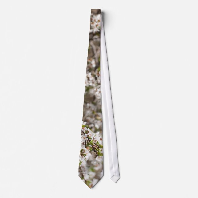 Blossoming av körsbär träd slips (Framsida)
