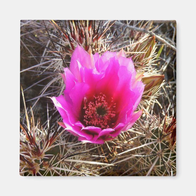Blossoming Cactus (Prickly Pear) Wildblomma Magnet (Framsidan)