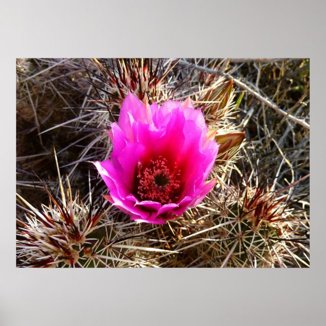 Blossoming Cactus (Prickly Pear) Wildblomma Poster (Framsidan)