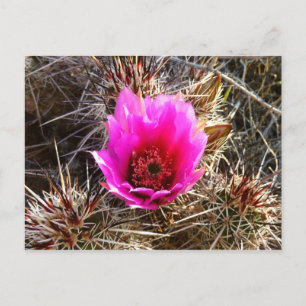 Blossoming Cactus (Prickly Pear) Wildblomma Vykort