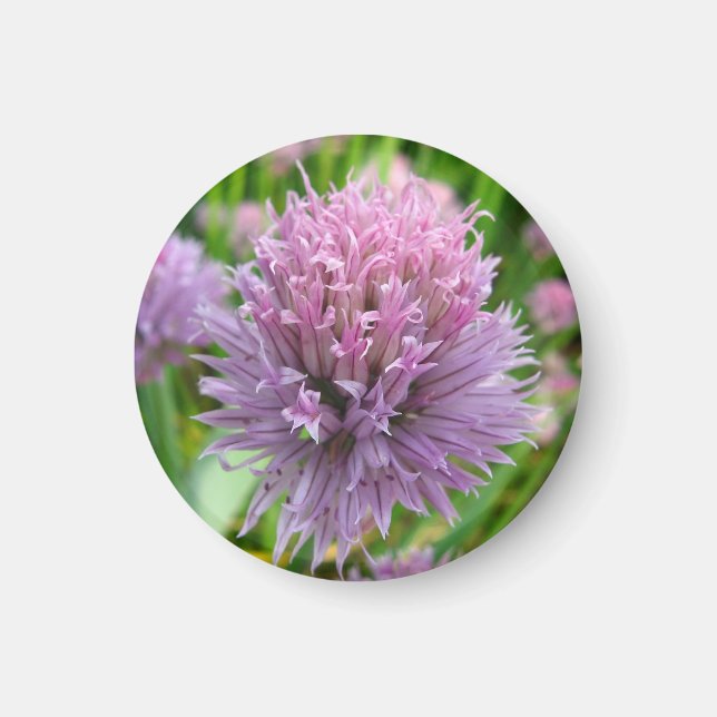 Blossoming Chives Magnet (Framsidan)
