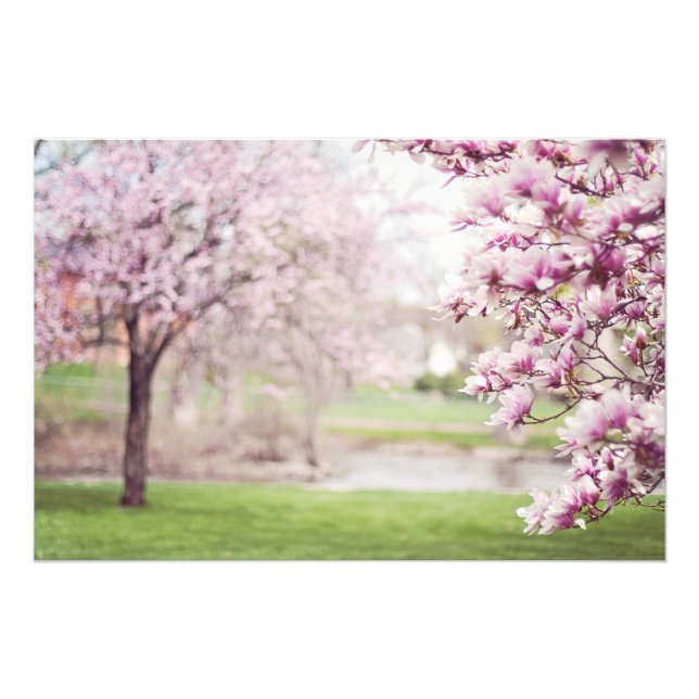 Blossoming Magnolia Träd Fototryck (Framsidan)