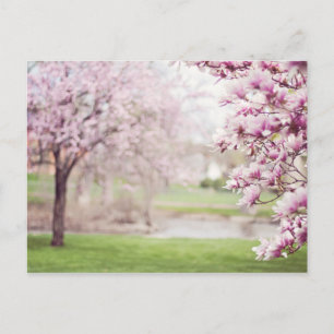 Blossoming Magnolia Träd Vykort