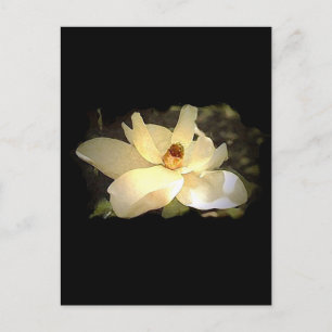 Blossoming Magnolia Vykort