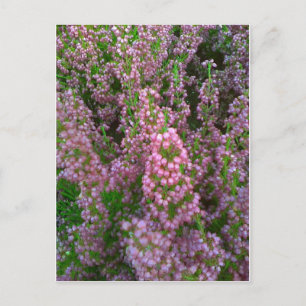 Blossoming Moorland Vykort
