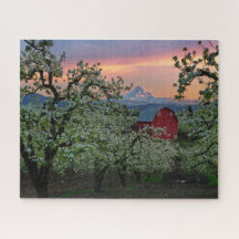 Blossoming Pear Orchard med Barn nära Mount Huva