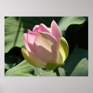 Blossoming Rosa Lotus Flower Summer Poster
