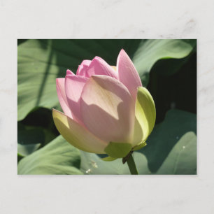 Blossoming Rosa Lotus Flower Summer Vykort