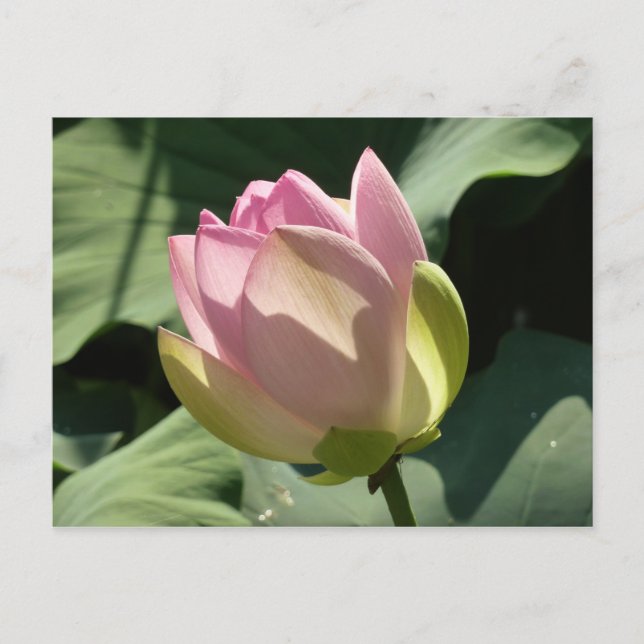 Blossoming Rosa Lotus Flower Summer Vykort (Framsida)