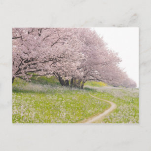 Blossoming Yoshino cherry träd i fält i Vykort