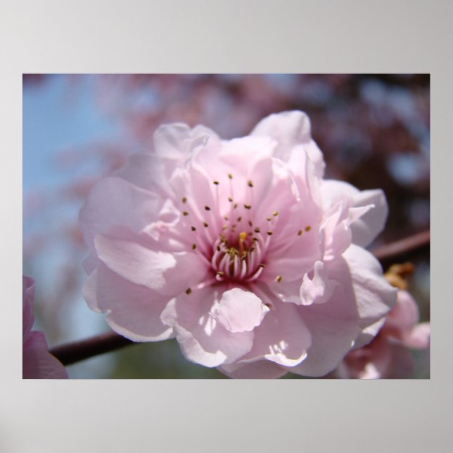 BLOSSOMS Blommig konsttryck Inramade vårträd Poster (Framsidan)