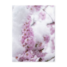 Blossoms vykort