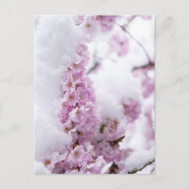 Blossoms vykort