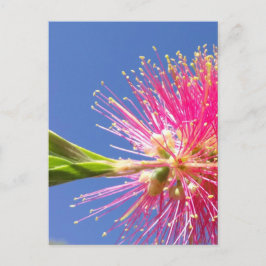 Blossoms vykort