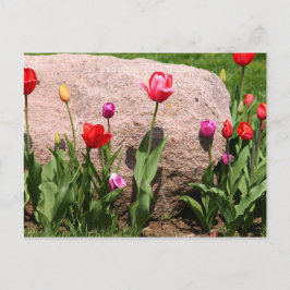 Blossomtuliper Vykort