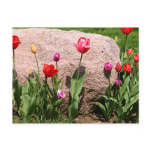 Blossomtuliper
