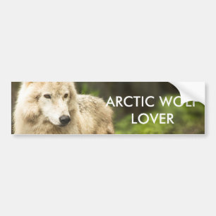 Blöt Arktisk Varg i Vår Foto Bildekal
