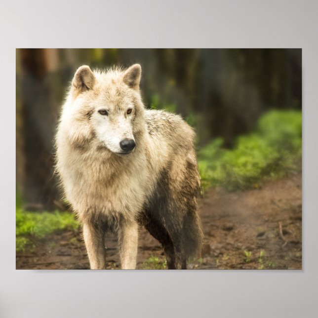 Blöt Arktisk Varg i Vår Foto Poster (Framsidan)