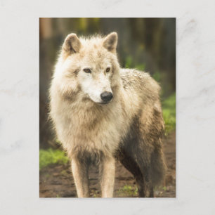 Blöt Arktisk Varg i Vår Foto Vykort