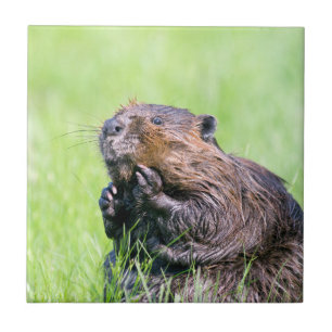 Blöt Beaver Kakelplatta