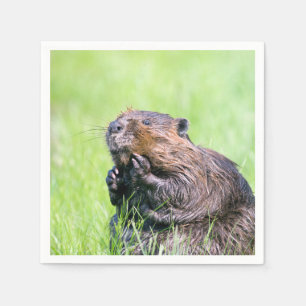 Blöt Beaver Pappersservett