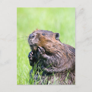 Blöt Beaver Vykort