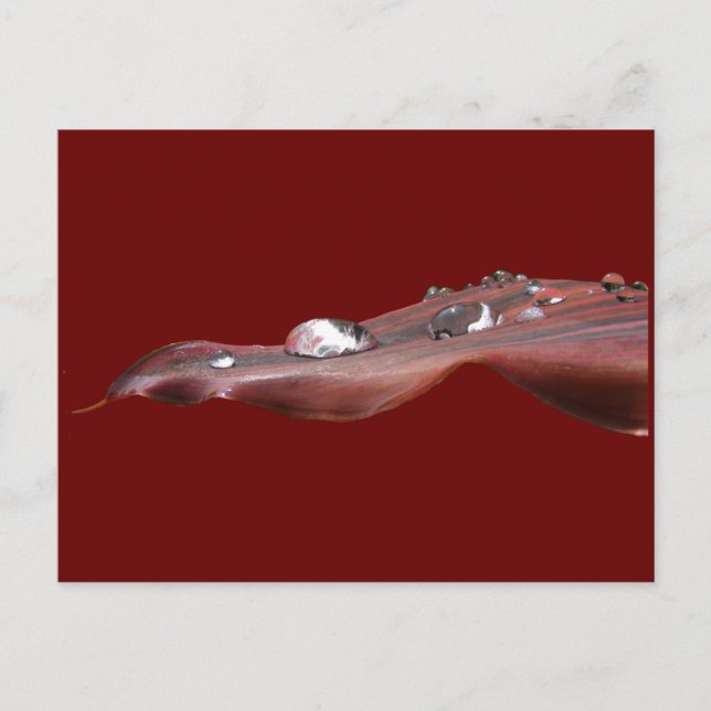 Blöt Canna Lily löv ~ vykort (Framsida)