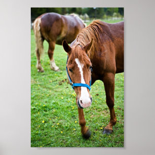 Blöt Chestnut Poster