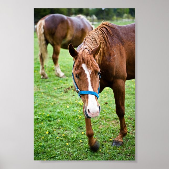 Blöt Chestnut Poster (Framsidan)