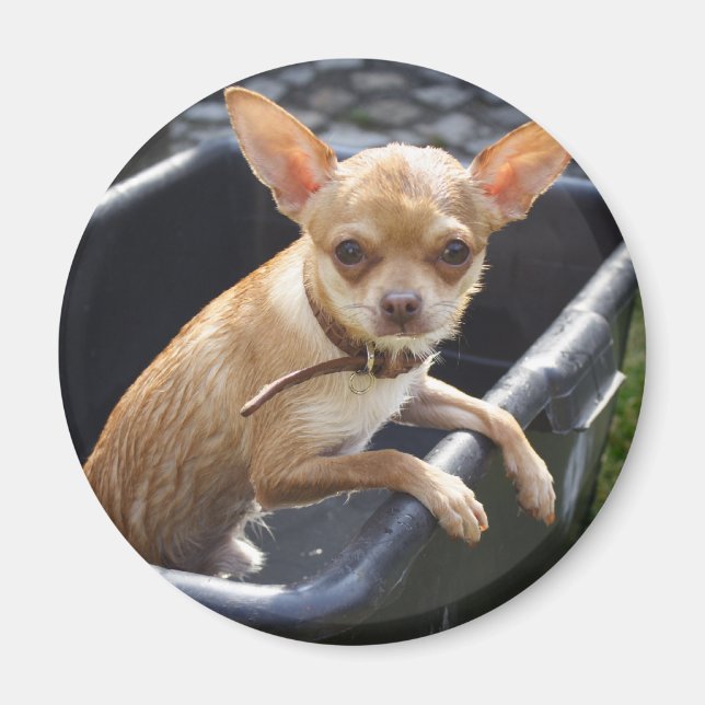 Blöt Chihuahua Magnet (Framsidan)