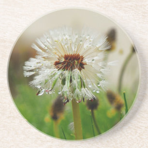 Blöt Dandelion Underlägg Sandsten