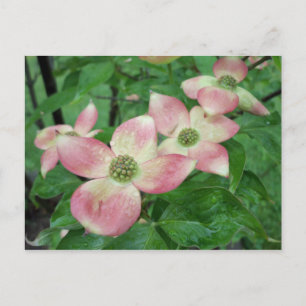 Blöt Dogwood Blommars Vykort
