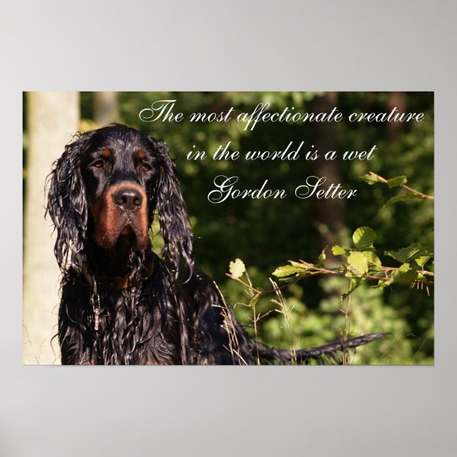 Blöt Gordon Setter Poster (Framsidan)