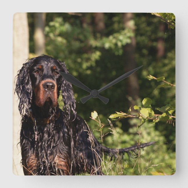 Blöt Gordon Setter Square Wall Clock Fyrkantig Klocka (Framsida)