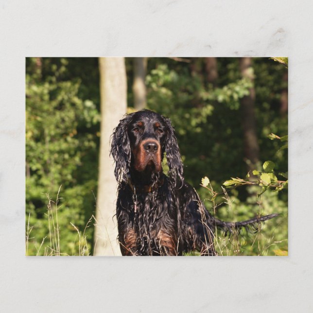 Blöt Gordon Setter vykort (Framsida)