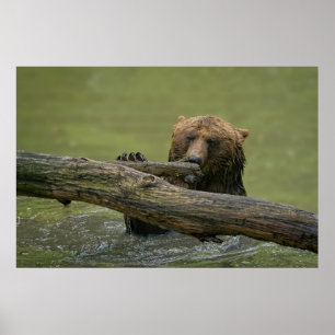Blöt Grizzly Bear Poster