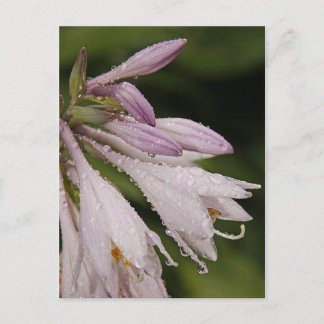 Blöt Hosta Flowers Vykort (Framsida)
