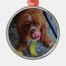 Blöt Hund med en Banana Julgransprydnad Metall