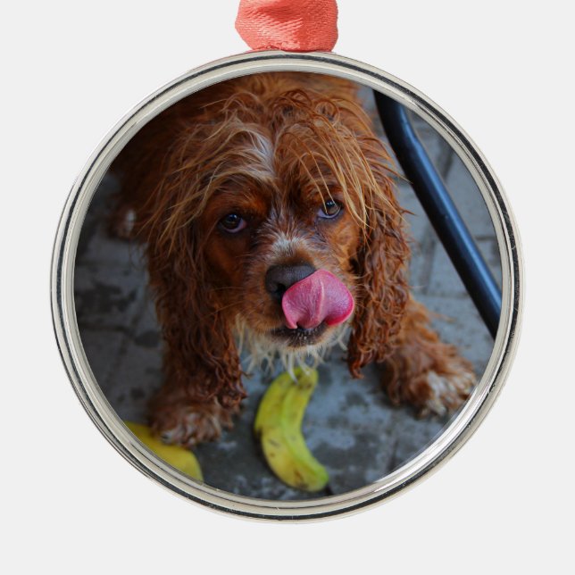 Blöt Hund med en Banana Julgransprydnad Metall (Framsidan)