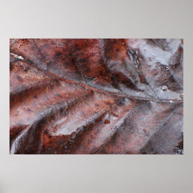 Blöt Löv Poster (Framsidan)