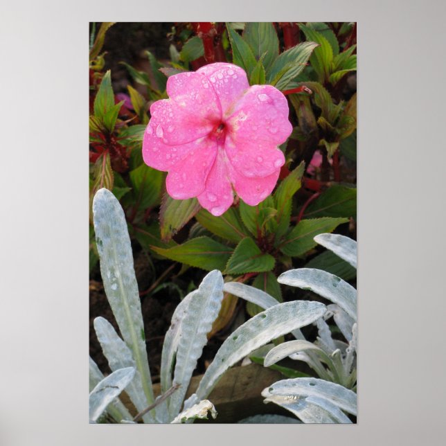 Blöt poster blomma (Framsidan)